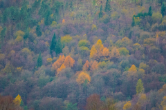 AUTUMN-COLOURS-1-by-Susan-Pidcock