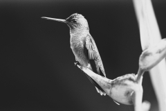 HUMMINGBIRD-by-Sally-Newton