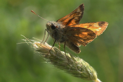 01_LARGE-SKIPPER-by-Irene-Smith
