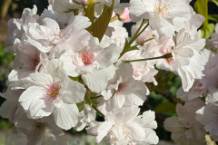 02_CHERRY-BLOSSOM-by-David-Pooley