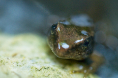 04_FROGLET-by-Adrian-Ball