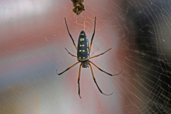 07_GOLDEN-ORB-WEAVER-SPIDER-by-Susan-Pidcock