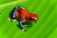 08_FROG-by-David-Pooley