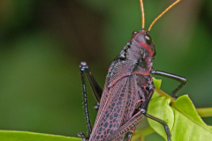 SONY DSC
