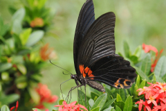 11_GREAT-MORMON-BUTTERFLY-by-Ralph-Goodson