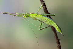 12_STICK-INSECT-by-Alastair-Newton