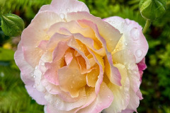 13_ROSE-by-David-Pooley