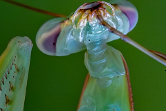 15_HEAD-INSECT-by-Alastair-Newton