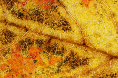 16_AUTUMNAL-SYCAMORE-LEAF-by-Adrian-Ball