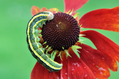 17_BROOM-MOTH-CATERPILLAR-by-Irene-Smith
