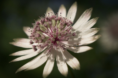 18_ASTRANTIA-by-Adrian-Ball