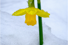 20_DAFFY-IN-THE-SNOW.-by-Eric-Ruthenberg