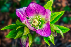 21_PURPLE-HELLEBORE-by-Alastair-Newton