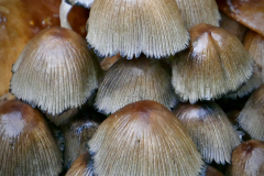 22_MUSHROOMS-by-David-Pooley