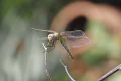 24_KEFELONIA-DRAGONFLY-by-Ralph-Goodson