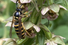 25_MEDIAN-WASP-ON-BROAD-LEAVED-HELLEBORINE-by-Irene-Smith