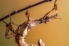 26_PRICKLY-STICK-by-Alastair-Newton
