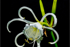 27_PERUVIAN-DAFFODIL.-by-Eric-Ruthenberg