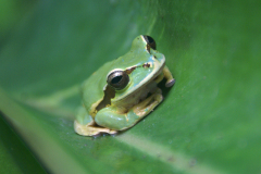 SONY DSC