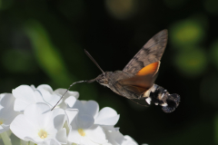 30_HUMMINGBIRD-HAWL-MOTH-by-Ralph-Goodson