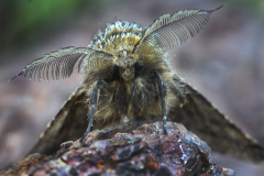 32_BRINDLED-BEAUTY-MOTH-by-Irene-Smith